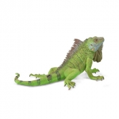 Iguana