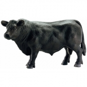 Angus czarny byk - 13766