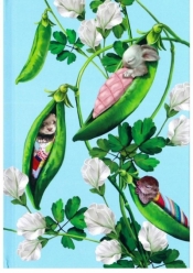 Notes Gee Pea Pods linia NARCISSUS