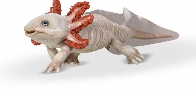 Axolotl płaz neoteniczny