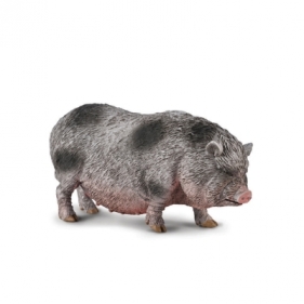 COLLECTA WIETNAMSKA ŚWINIA ZWISŁOBRZUCHA