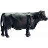 Angus czarna krowa - 13767