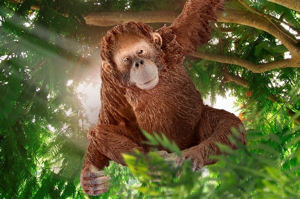 Orangutan samica - Schleich (14775)