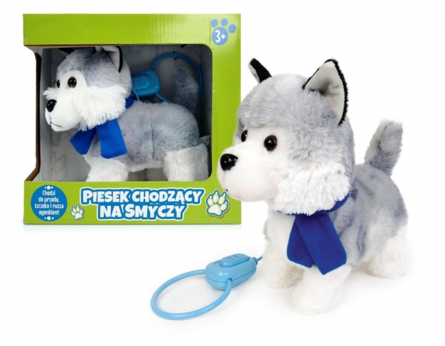 Pies chodzący na smyczy z szalikiem