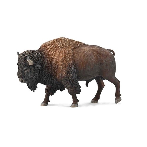 American Bison