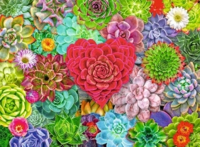Ravensburger, Puzzle 500: Miłość - sukulenty (12001469)