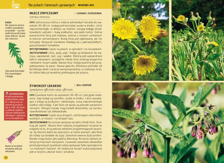 <img src='https://webimage.pl/pics/702/5/djadalne-ziola-i-jagody-beiser-106107_7.jpg'>