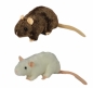 Szczur 20cm