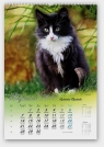 Kalendarz 2015 Koty domowe