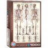  Puzzle 1000 The Skeletal System 6000-397010+