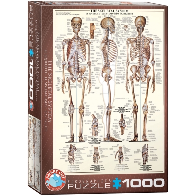 <img src='https://webimage.pl/pics/705/9/d628136639705.jpg' style='height:440px' /> Puzzle 1000 The Skeletal System 6000-3970