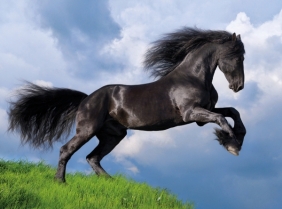 Puzzle High Quality Collection 500: Fresian Black Horse (35071)