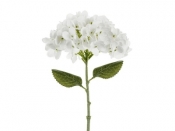 Hortensja biała 35cm