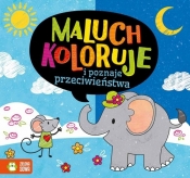 Maluch koloruje i poznaje przeciwieństwa