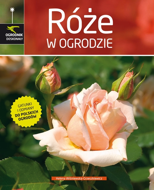 Róże w ogrodzie