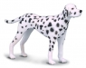 Pies dalmatyńczyk M (88072)