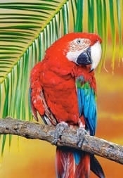 500x PUZZLE PAPUGA WIEK 8+