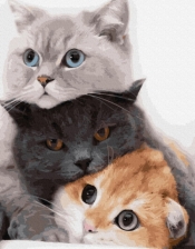 Obraz Malowanie po numerach 3 koty (GX34826)