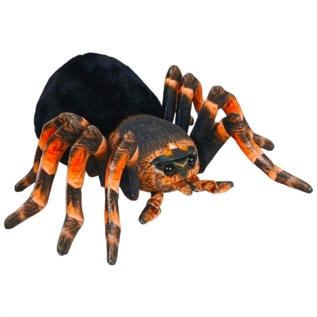 Pająk czarno-pomarańczowy