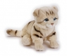 Scottish Fold Cat Wiek: 3+