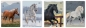 Zeszyt A5/32k kolorowa trzylinia UV - Wild Horses, 1 szt.