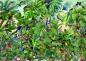 Bluebird Puzzle 1500: Ptaki (70473)