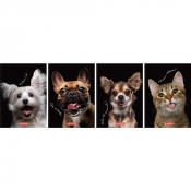 Brulion Herlitz Crazy Animal A6/80k kratka, 1 szt