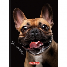 Brulion Herlitz Crazy Animal A6/80k kratka, 1 szt