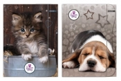 Teczka z gumką A4 The Sweet Pets mix