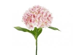 Hortensja Premium różowa 69cm