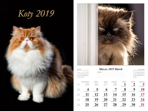 Kalendarz 2019 wieloplanszowy Koty dwustronny