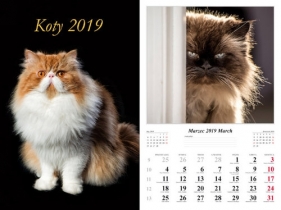 Kalendarz 2019 wieloplanszowy Koty dwustronny - Marek Jurkowlaniec