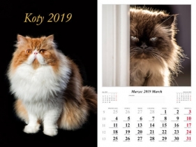 Kalendarz 2019 wieloplanszowy Koty dwustronny - Jurkowlaniec Marek