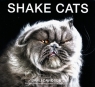 Shake Cats Davidson Carli