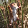 Karnet kwadrat z kopertą Harvest MouseBBH 103