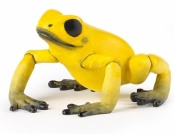 Żaba równikowa żółta