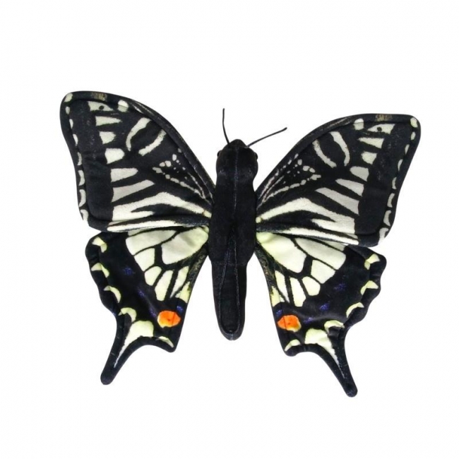 Motyl paź królowej