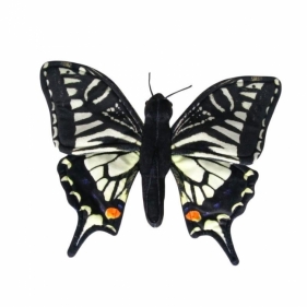 Motyl paź królowej