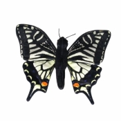 Motyl paź królowej