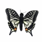 Motyl paź królowej