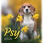 Kalendarz 2026 wieloplanszowy 33x33cm Psy