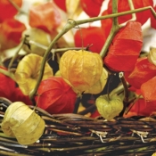 Serwetka Physalis of Autumn SDL089600