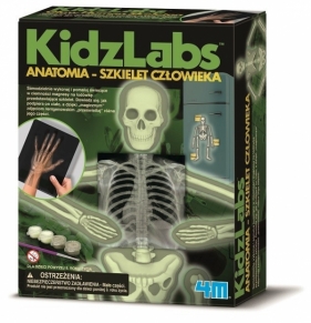 Anatomia szkielet człowieka (3375)