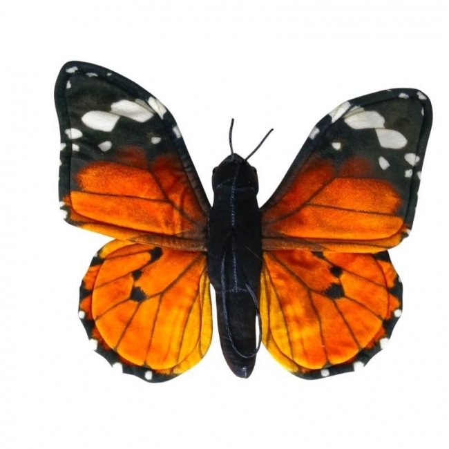 Motyl monarcha czerwony