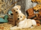 Puzzle HQC 1500: Hunting Dogs (31976)