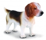 Pies rasy Beagle (88177)