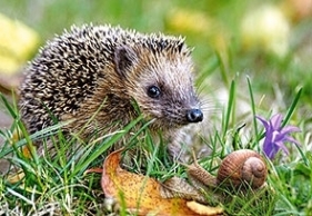 260x PUZZLE KARTONOWE JEŻ I ŚLIMAK WIEK 5+