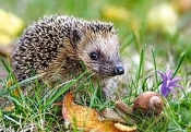 260x PUZZLE KARTONOWE JEŻ I ŚLIMAK WIEK 5+