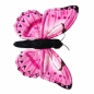 Motyl monarcha różowy