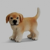 Golden Retriever suczka (16378) - <br />